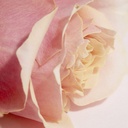 Rose-Jasmine Scrub -vartalonkuorinta 150 ml